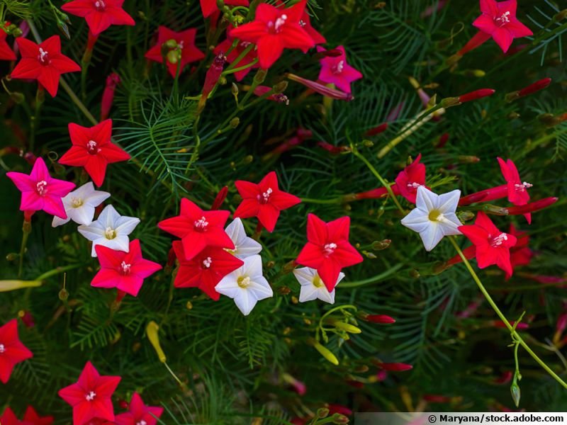 Ipomoea rouge